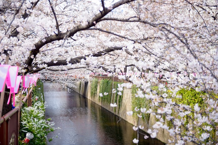 primavera: periodo migliore per andare in Giappone
