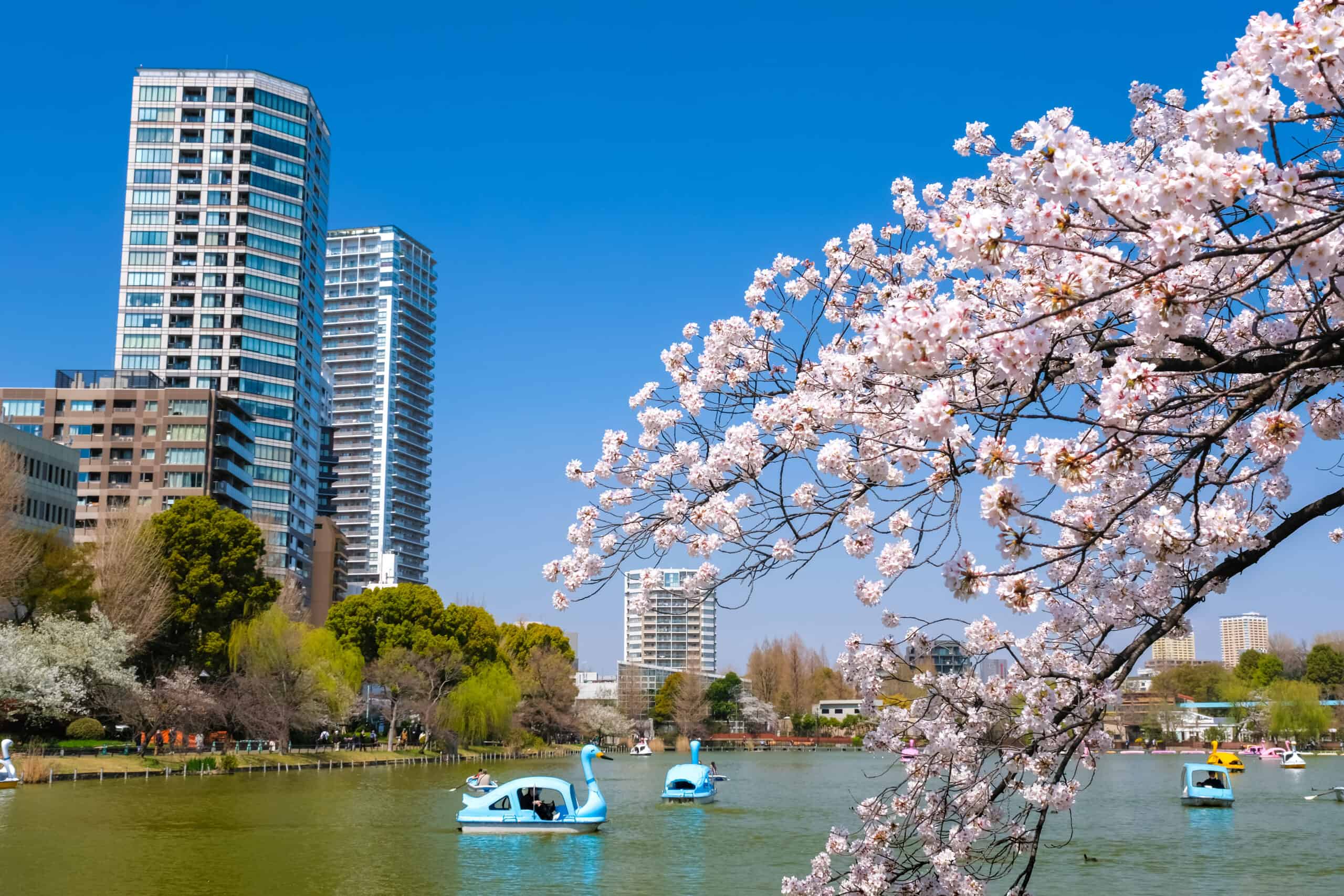 Tour di Tokyo in italiano con la visita del parco di Ueno, Yanaka, Odaiba