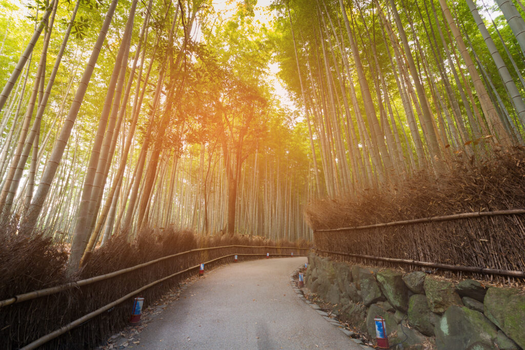 Foresta di Bambù a Kyoto
